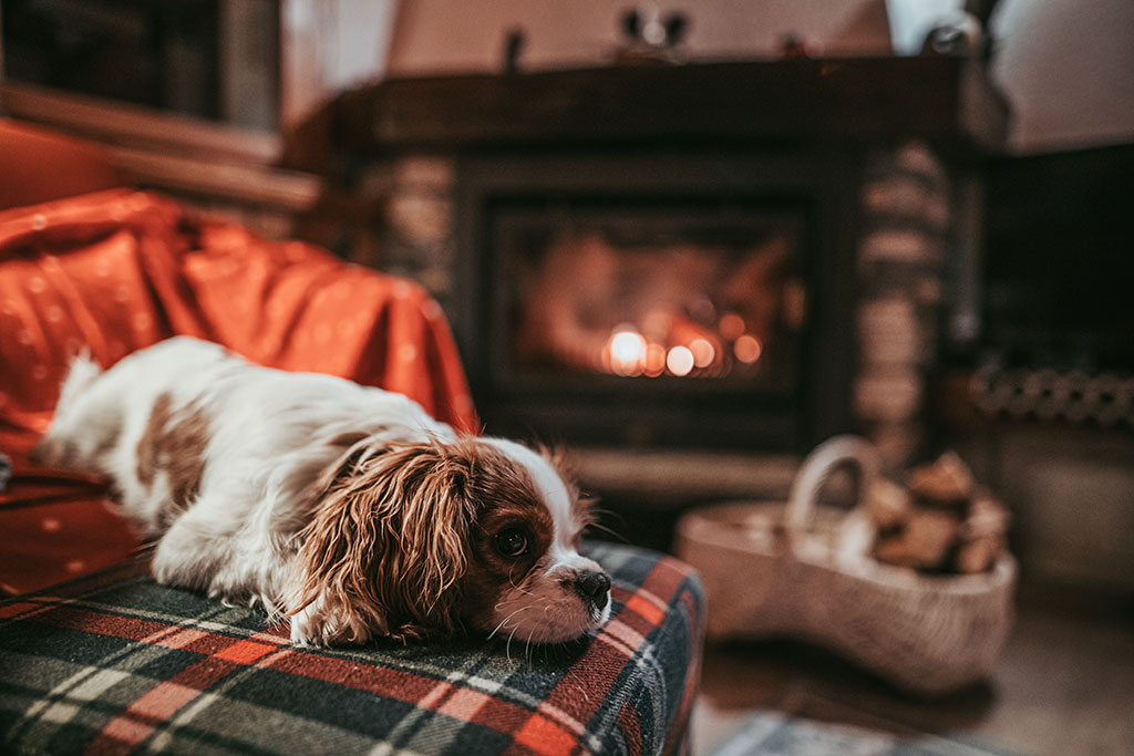 a small dog laying on a blanket on a sofa in a room in front of a fireplace